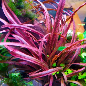 ADA IC195 Cryptocoryne Spiralis Red | TC Live Plant