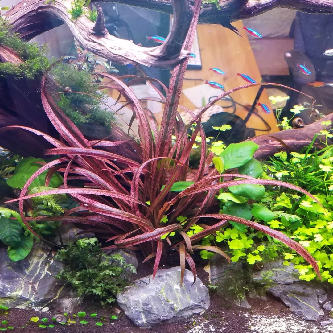 ADA IC195 Cryptocoryne Spiralis Red | TC Live Plant