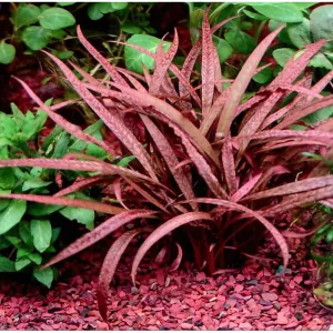 ADA IC198 Cryptocoryne Spiralis Tiger | TC Live Plant