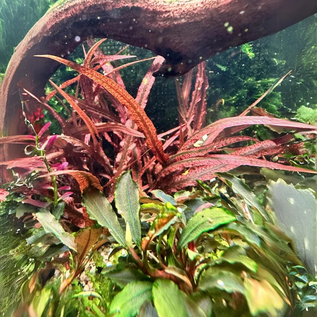 ADA IC198 Cryptocoryne Spiralis Tiger | TC Live Plant